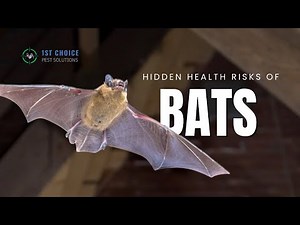 Bat Removal Process Explained | Attic Noises And Bat Control