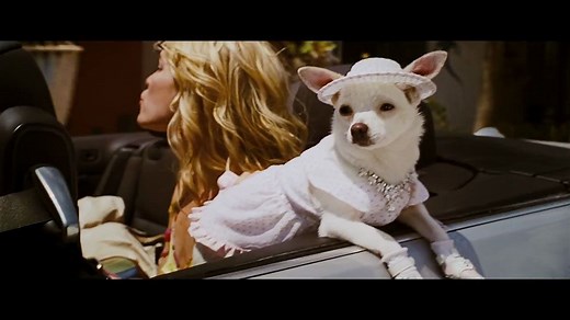 'Un Chihuahua de Beverly Hills'- Tráiler oficial doblado al español