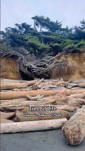 Tree of Life (aka Tree Root Cave) 🌲 Erosion has taken away the soil , but this trees root system is