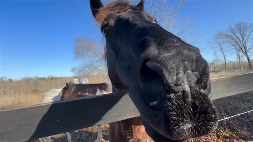 P-patting Lester Eugene Morrow Jr. | Ima Survivor Donkey and Farm Animal Sanctuary