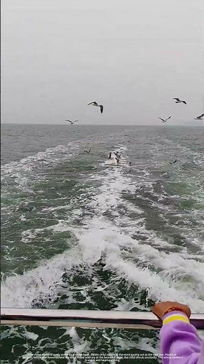 Seagulls suddenly follow the cruise, the sight is heartwarming.