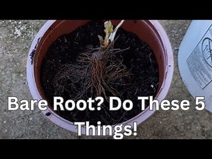 5 Bare Root Planting Tips Every Gardener Should Know