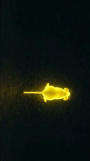 Can your cat catch this? 🐭⚡ Neon Mouse Game