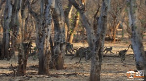 1.7K views · 30 reactions | A huge troop of Chacma baboons moving through Mashatu. Sound on! #twigatravelafrica #primates #Botswanasafari #wildlife | Twiga Travel Africa | Facebook