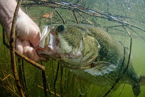 4 Best Baits for Spawning Bass