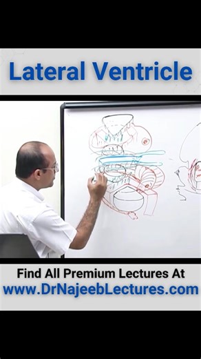 Lateral Ventricle. The lateral ventricles are paired C-shaped structures comprising a body and atrium along with 3 projections into the frontal, temporal, and occipital lobes, termed “horns.” | Dr. Najeeb