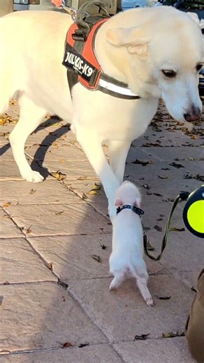 Charlie se encuentra un amigo!