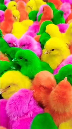 Baby chicks charping 🐥ASMR 🐣#chicks #colorfulchicks #chicken #birdsounds #birds #hen #birdslover #yt