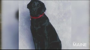 Maine author reminisces in "Three Labs A Lifetime"