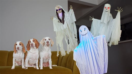 Dogs chase ghosts with puppy Indie at haunted house