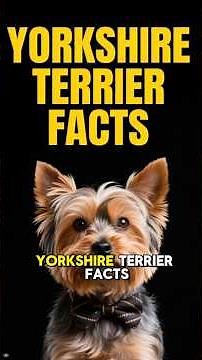 YORKIE FACTS 101 ✅ Top Yorkshire Terrier Dog Breed Fun Info & Training Care Tips You Need to Know!