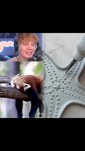 How Do Animals Sleep 🐸 | HarmonySoul65