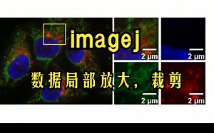 Imagej图片数据局部放大，裁剪