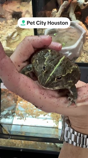 🐸 Kermit the Pixie Frog lovvveeesss when it’s mealtime. The superworms don’t stand a chance against his appetite . This chubby frog would be perfect for a child that’s into playing in the dirt. #petfrog #petfrogforbeginners #pixiefrog #petcityhouston #houstonreptiles