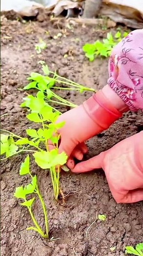 How to Plant Celery Seedlings Like a Pro for the Best Homegrown Veggies