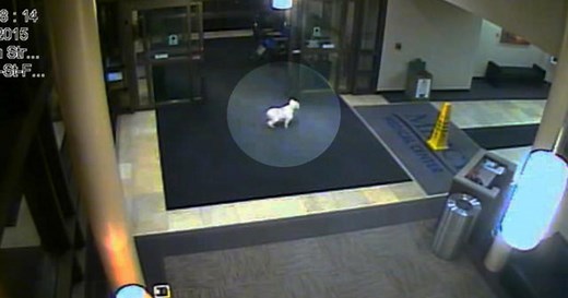 Schnauzer sneaks into hospital to find ailing owner