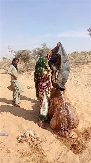 "همسات الليالي الهادئة"