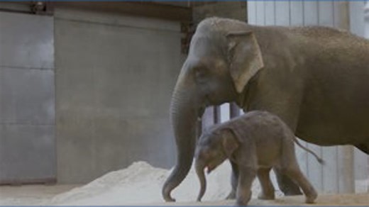 Rare baby elephant Linh Mai to make Earth Day debut at Smithsonian's National Zoo