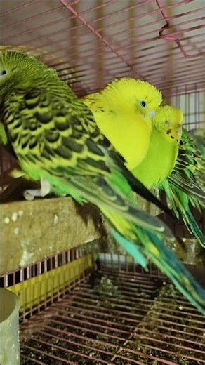 Beautiful budgies #birds #lovebird #budgies #shorts