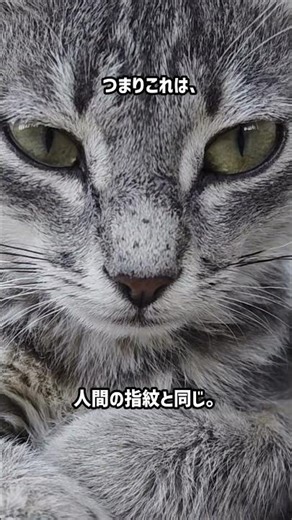 次、猫の鼻見たら確認したくなる。#shorts