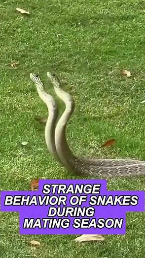 The Wild Dance of Snake Mating: Nature’s Strangest Love Story