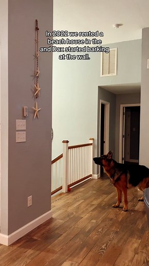 Understanding a German Shepherd's Behavior