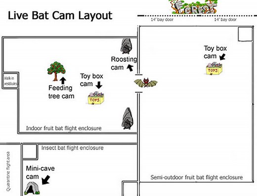 Bat Cams - Bat World Sanctuary