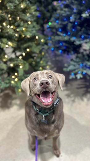 14 reactions | Ollie the Silver Lab’s transformation is one for the...