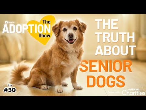 What No One Tells You About Adopting a Senior Dog (Until Now) | The Adoption Show Ep. 30