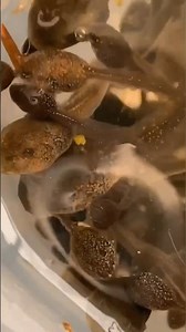 How tadpoles transform into frogs: the incredible metamorphosis