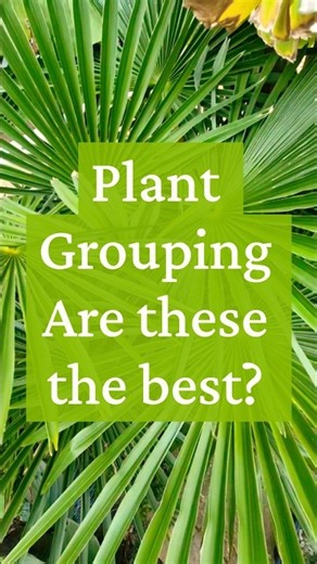 Plant Collection, 4 plants to create a jungle vibe | Colocasia, Trachycarpus, Ricinus, Musa #shorts