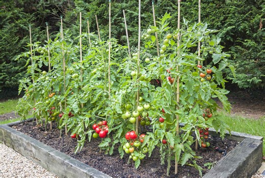 7 tips for how to stake tomatoes correctly this season—and why you should do it