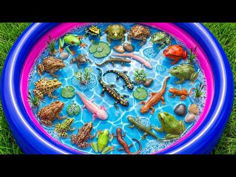 Amphibian Animals For Kids: Frog, Newt, Toad & Salamander Adventure | Toddler Learning Video
