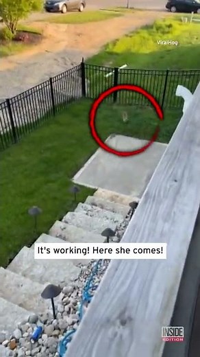 Extremely Loud Kitten Calls for Its Mom to Come Back #Shorts
