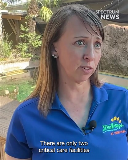 ZooTampa is working to create a new rescue and rehab facility for their manatees! The new facility, renamed "Florida Waters,' will host life from fresh to salty to brackish waters. It is set to open in the spring of 2026. Learn more: https://mynews13.com/fl/orlando/news/2025/11/13/florida-on-a-tankful-visits-zootampa-s-manatee-rescue-and-rehabilitation-facilities-as-they-undergo-a-major-overhaul-on-their-way-to-a-spring-opening | Spectrum News 13