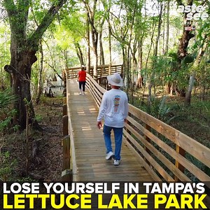 LETTUCE LAKE PARK 😍 On the north edge of Tampa, Lettuce Lake Park features a loop trail and boardwalk along the Hillsborough River. More >> tasteandseetampabay.com via Zack Perry | Taste and See Tampa Bay