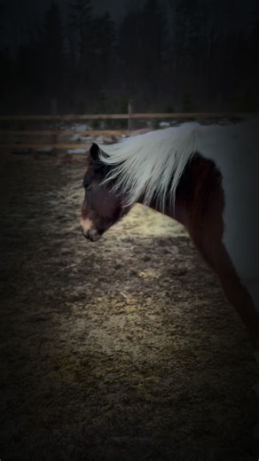 Il existe une prophétie d’Edgar Cayce à propos des chevaux, une prophétie totalement ignorée pendant des décennies. On l’a entendue, écrite, classée… puis oubliée. Elle paraissait trop vague, trop lointaine, peut-être même sans importance face à ses autres prédictions sur les tremblements de terre ou la conscience humaine. Mais aujourd’hui, quelque chose d’extraordinaire se passe. Depuis quelques années — surtout après 2020 — les chevaux, ces êtres majestueux que notre civilisation moderne avait