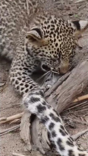 Wow baby leopard play with mother love 💕#babyleopard #viral #wildlife #babyanimals #goldenleopard