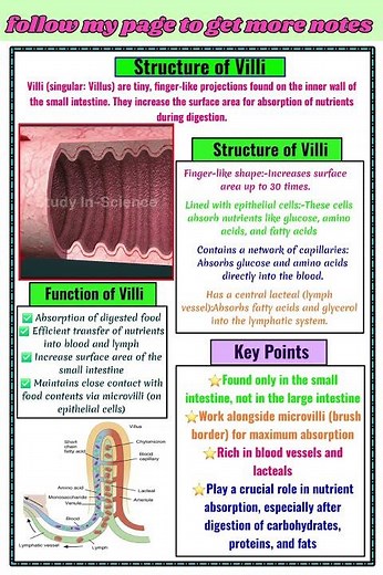 "Villi in Small Intestine | Structure, Function & Importance | Easy Biology Notes"
