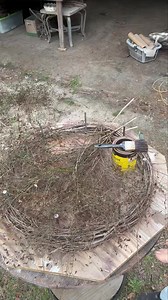 How to start your own Tree of Life 💕😊 | The Grapevine Lady