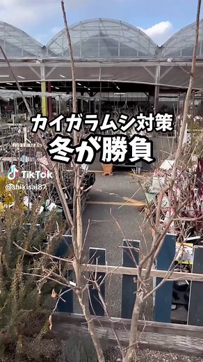 カイガラムシ対策の冬の準備