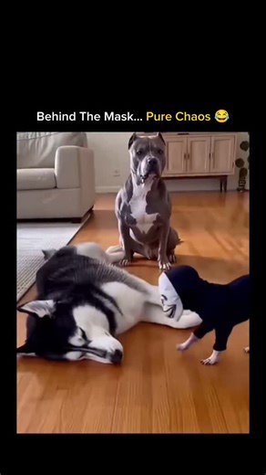 Wild Videos on Instagram: "This post shows a tiny Chihuahua slipping on a dramatic “scary” mask and instantly transforming from pocket-sized pup to masked menace, creeping toward other dogs with exaggerated stealth before popping into their space and triggering full-blown confusion as the bigger dogs freeze, backpedal, and scatter like they’ve just seen a four-legged ghost; the micro-details make it chaos gold—the awkward bounce in the Chihuahua’s step, the split-second stare-down before the rev