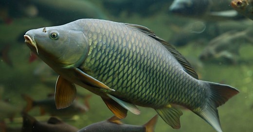 What Do Carp Eat? 9 Foods In Their Diet
