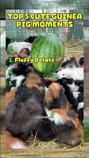 TOP FIVE CUTE GUINEA PIGS MOMENTS, WHICH ONE IS YOUR FAVORITE ??!