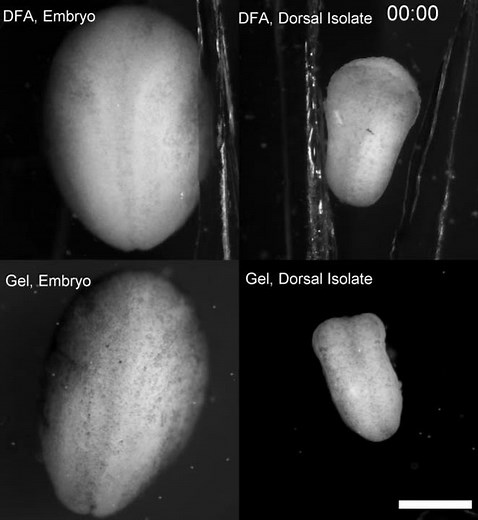 Convergent extension in Xenopus embryos
