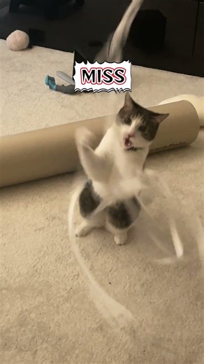 みぅちゃん大暴れ #猫 #cat #shorts