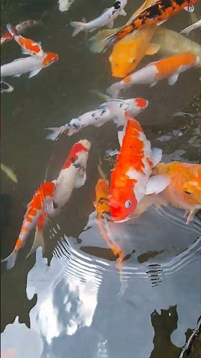 ikan koi berenang renang timbul tenggelam ikan berenang renang ikan koi fish swimming aquarium pond