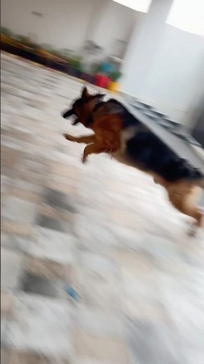 Gsd Running fast in morning exercise #gsd #germanshepherd