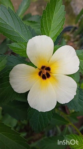 livro de 1 coríntios capítulo 15 versículo 20 ao 22