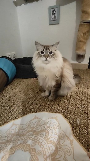 Lydie toujours trop long mais Unity mérite 殺殺 #love #cat #elevage #ragdoll #chat #harmonie #unity | Chatterie des songes d'Harmonie | Facebook